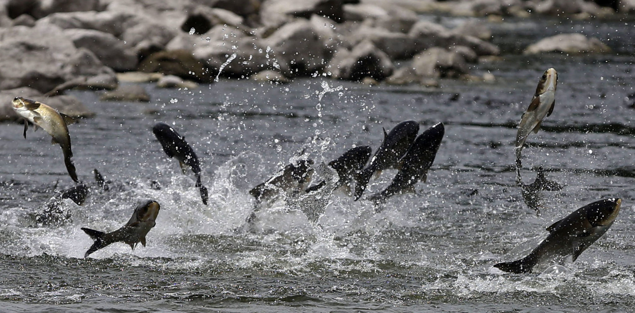 TERTIARY - Asian_Carp 1 7.15.19.JPG